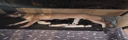 Mixed Breed dogs for sale: Beautiful Belgian mali and Dalmatian puppies - Advert 1