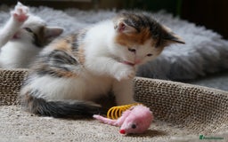 Mixed Breed cats for sale: Mix Ragdoll /Domestic cat  - Image 14