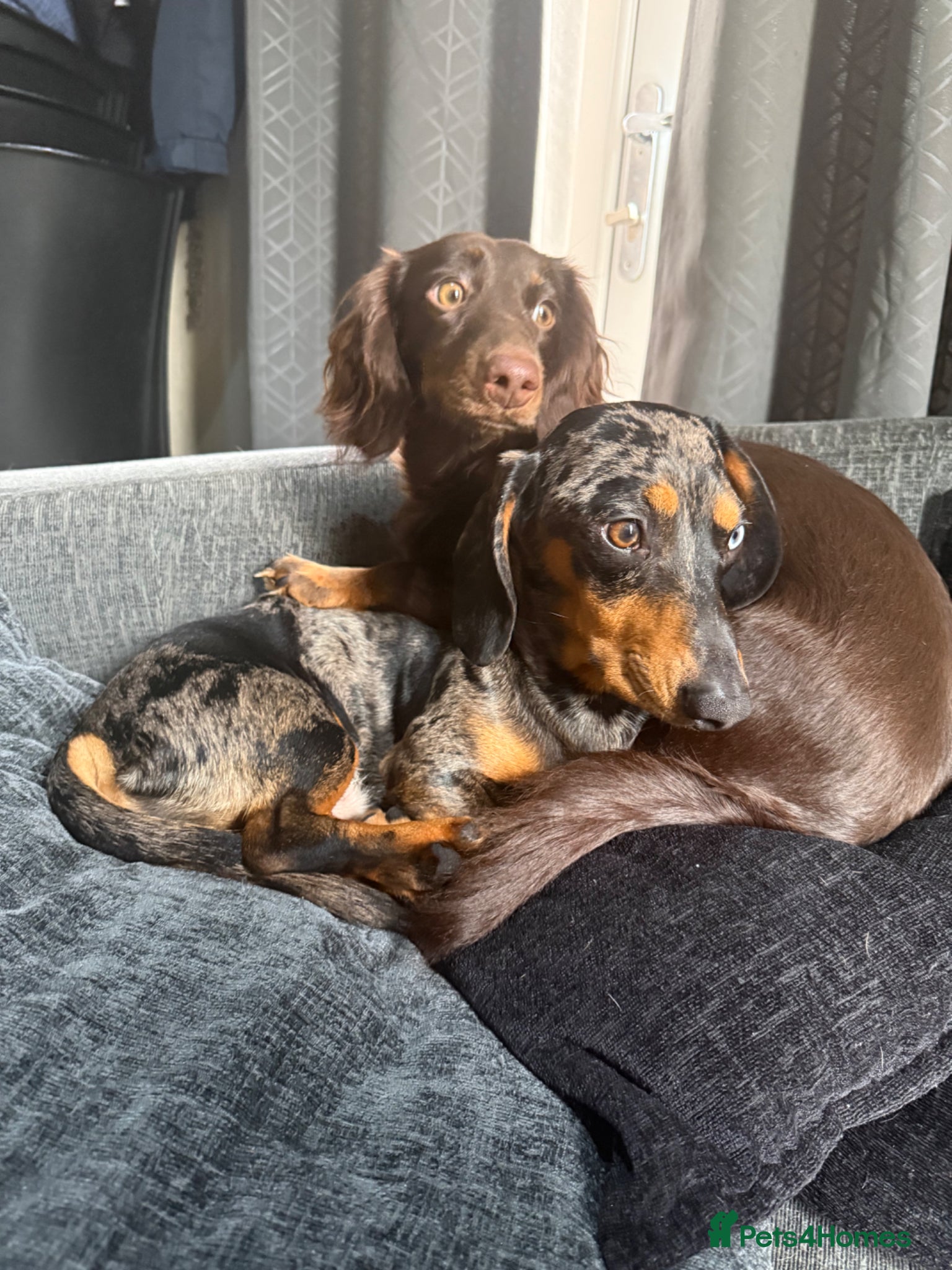 Dachshund dogs Brown dachshund puppy left  - Advert 1