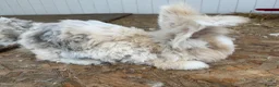 Mini Lop rabbits for sale: Mini lops-raised indoors-vaccinated  - Advert 19