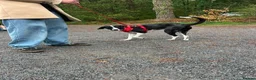 Mixed Breed dogs for adoption: Panda is looking for her forever home  in Newton Abbot - Advert 10