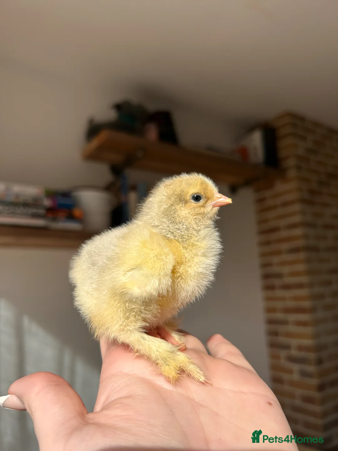 Chickens poultry for sale: Isabella Brahma chicks - Advert 1