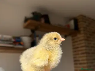 Chickens poultry Isabella Brahma chicks - Advert 3