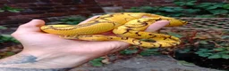 Python Snake reptiles for sale: CB25 Bongo, Pastel, Enchi, red stripe, clown (P OD - Advert 3