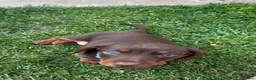 Dachshund dogs for sale: Miniature dachshund puppies for sale - Advert 7