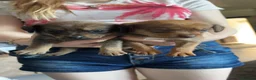 Mixed Breed dogs for sale: Dameranians - Advert 3