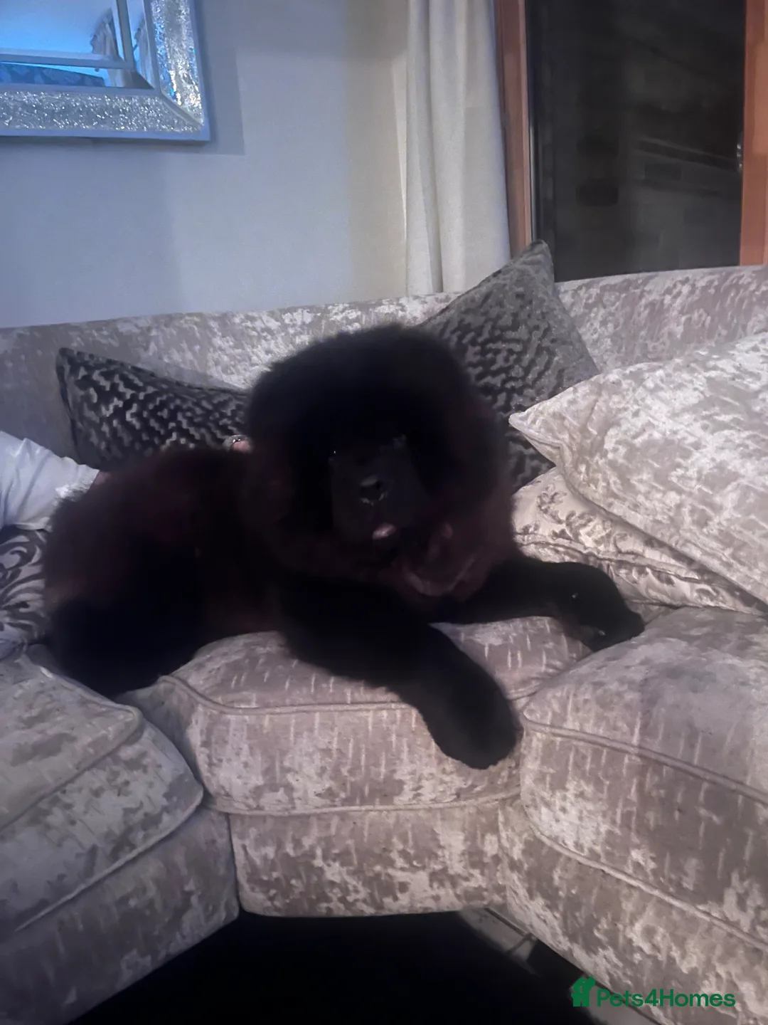 Chow Chow dogs for sale: bear 3 year old male chow chow  in Dagenham - Advert 2