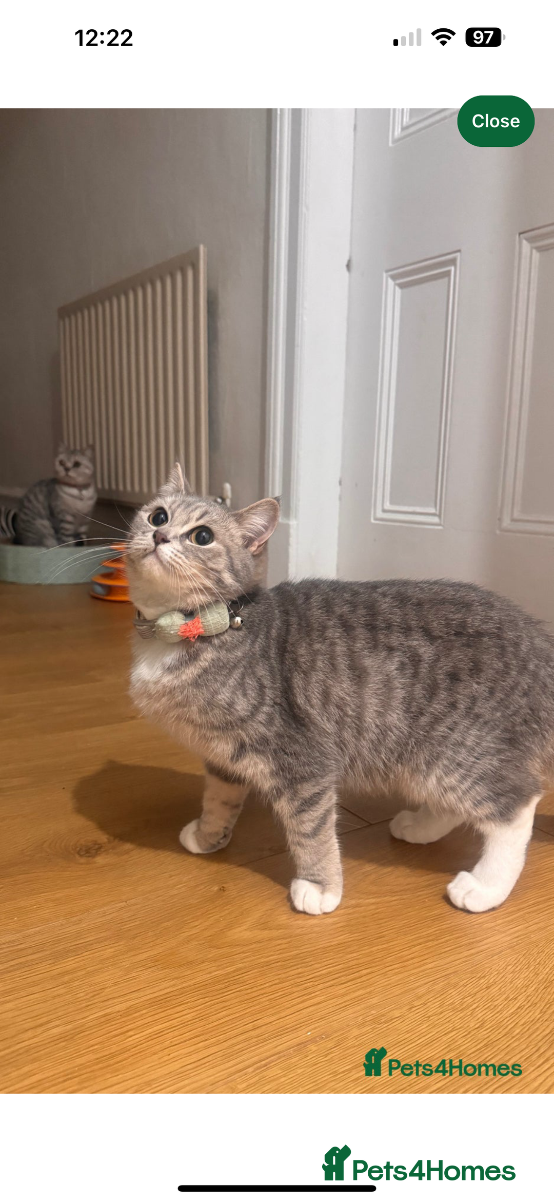 British Shorthair cats for sale: Grey stripe Female British Shorthair  - Image 4