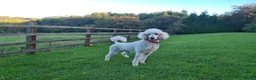 Standard Poodle dogs for sale: Standard poodle  in Hinckley - Advert 5