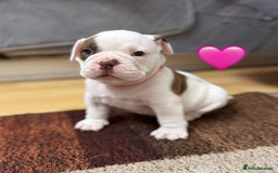 Old Tyme Bulldog dogs for sale: 🩷🩷Old Tyme Bulldog Puppies🩷🩷 - Image 19