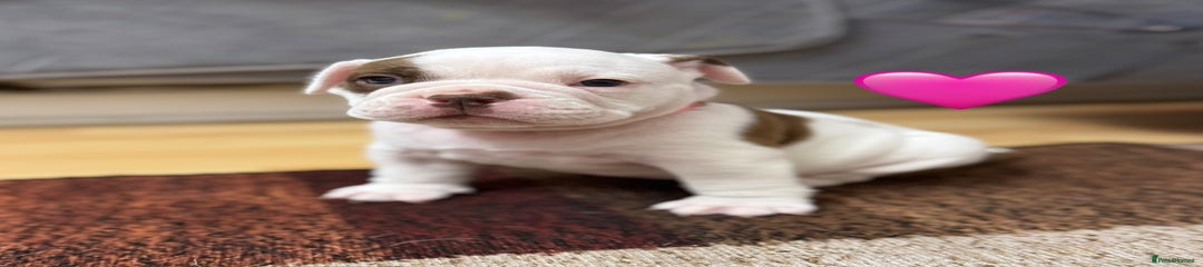 Old Tyme Bulldog - Nickname ‘Lady Boris’