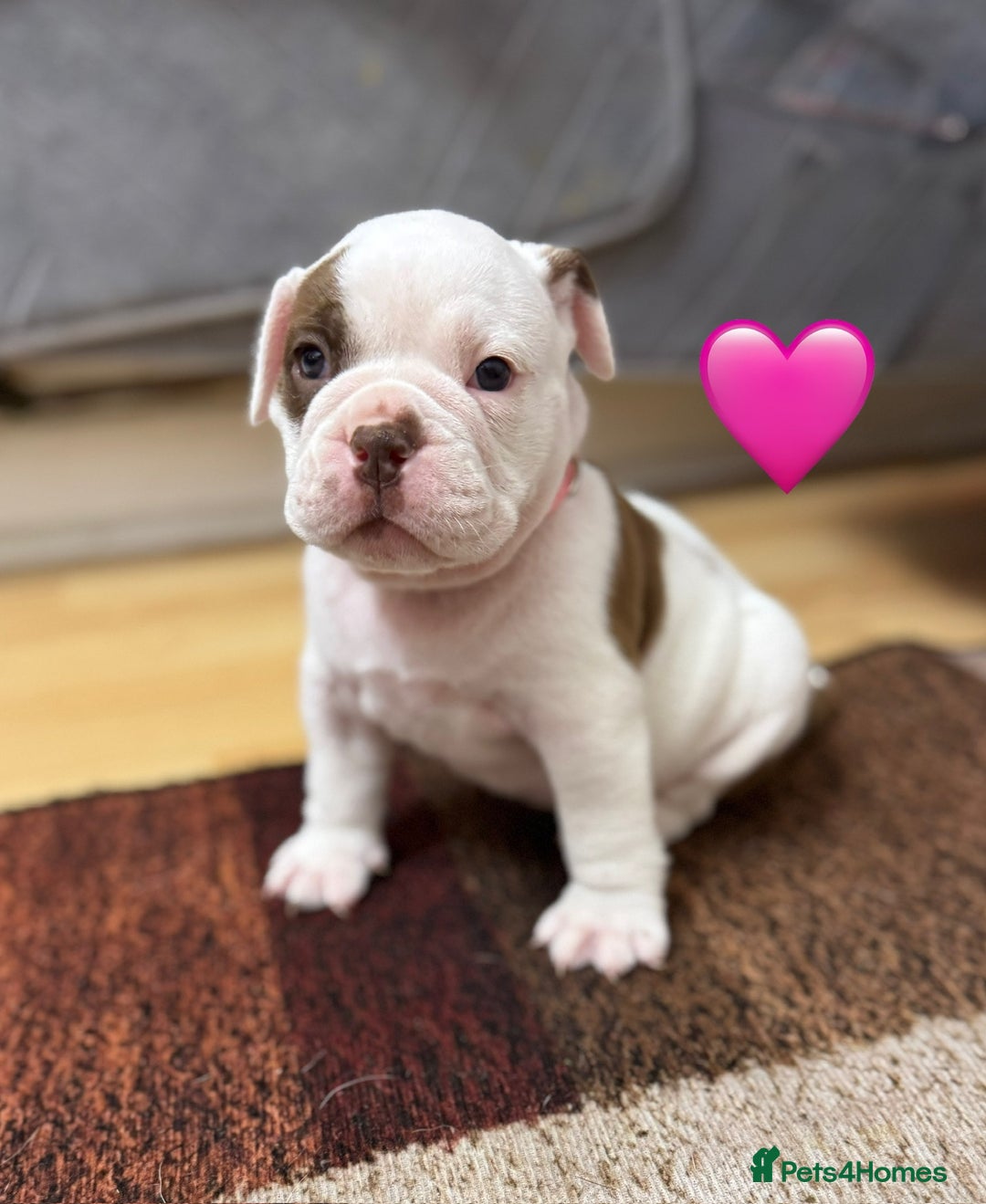 Old Tyme Bulldog dogs for sale: 🩷🩷Old Tyme Bulldog Puppies🩷🩷 - Image 19
