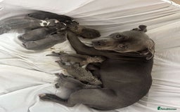 American Bull Staffy dogs for sale: Blue Brindle Staffy - Advert 1