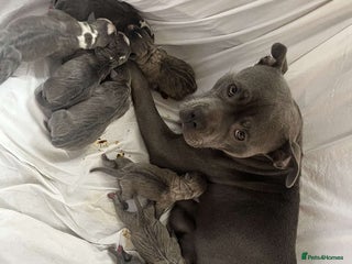 American Bull Staffy dogs Blue Brindle Staffy - Advert 10