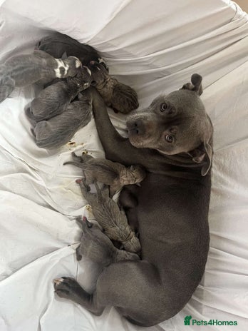 American Bull Staffy dogs Blue Brindle Staffy - Advert 1