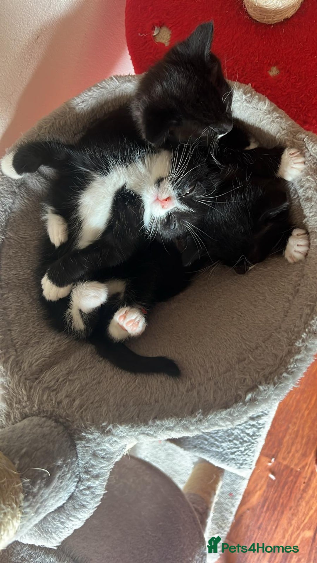 Mixed Breed cats for sale: Young kittens looking for loving homes - Advert 2