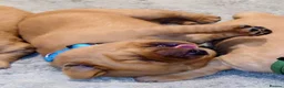 Labrador Retriever dogs for sale: Beautiful KC Registered Fox Red Labrador Puppies - Advert 3