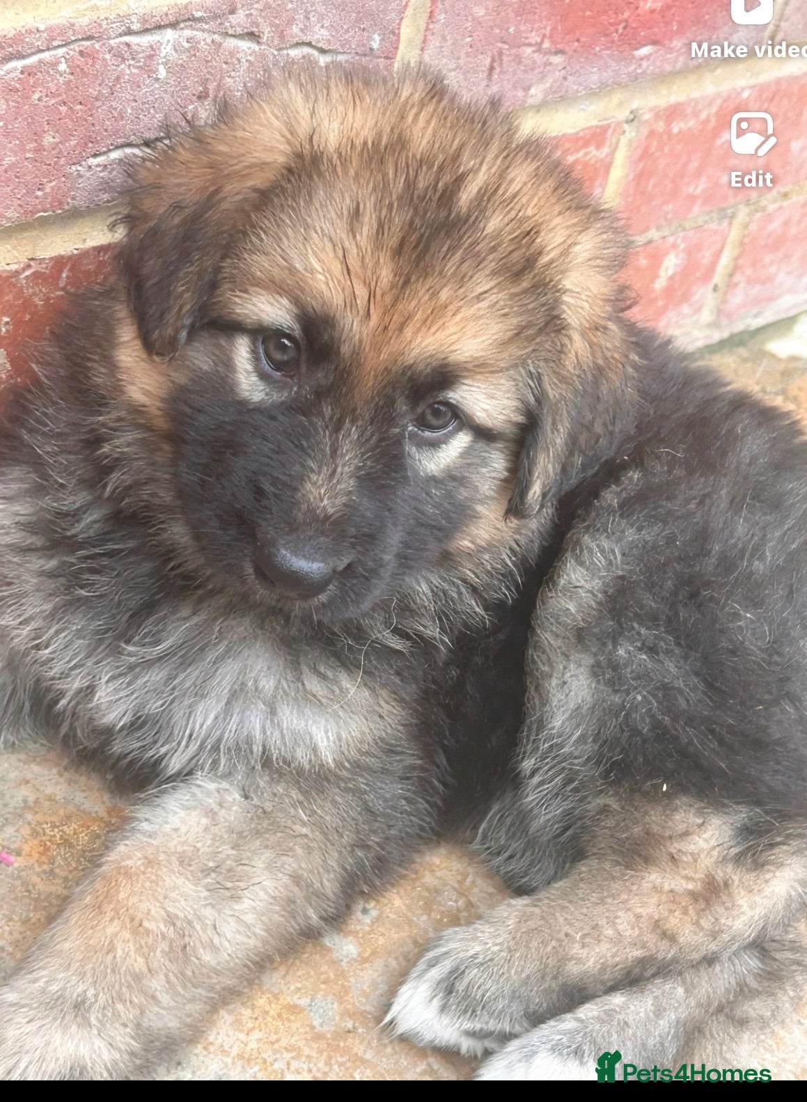 German Shepherd dogs RKC GSD girl- last one left, long coat & chunky  - Advert 2