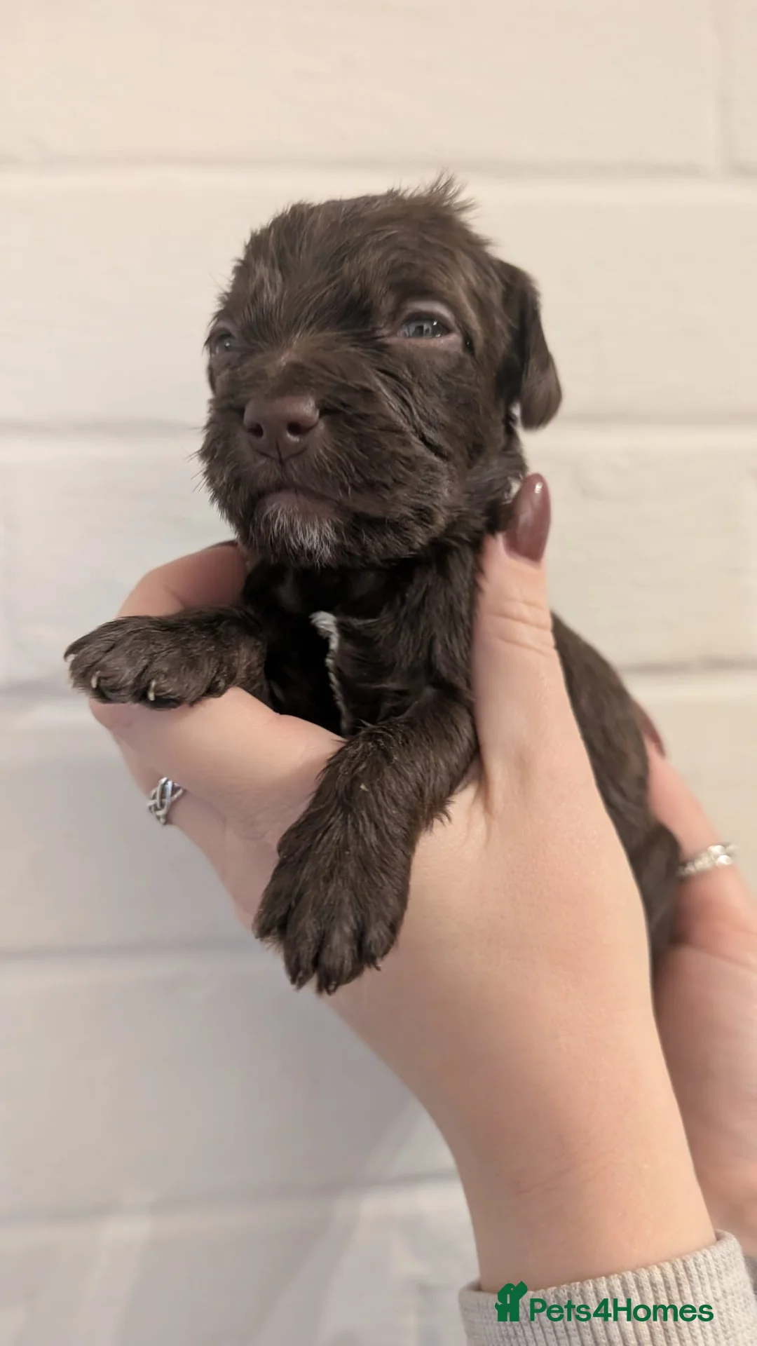 Cockapoo dogs for sale: Cockapoo puppies - Advert 14