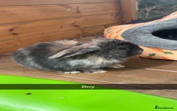Mini Lop rabbits for sale: ❤️❤️Beautiful minilop bubbies for sale ❤️❤️ - Image 7