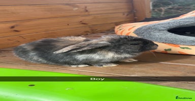 Mini Lop rabbits - Advert 7