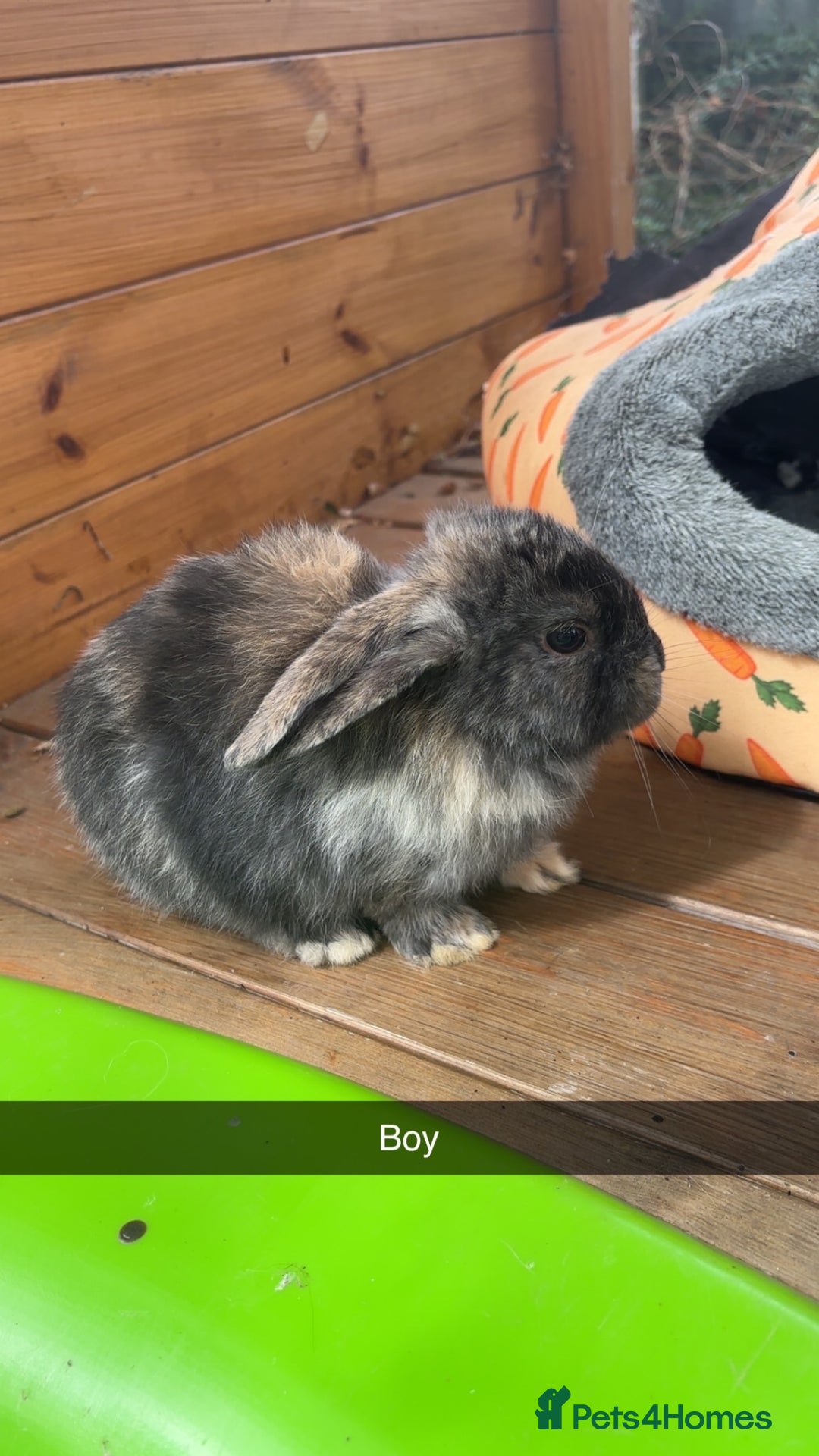 Mini Lop rabbits for sale: ❤️❤️Beautiful minilop bubbies for sale ❤️❤️ - Image 7