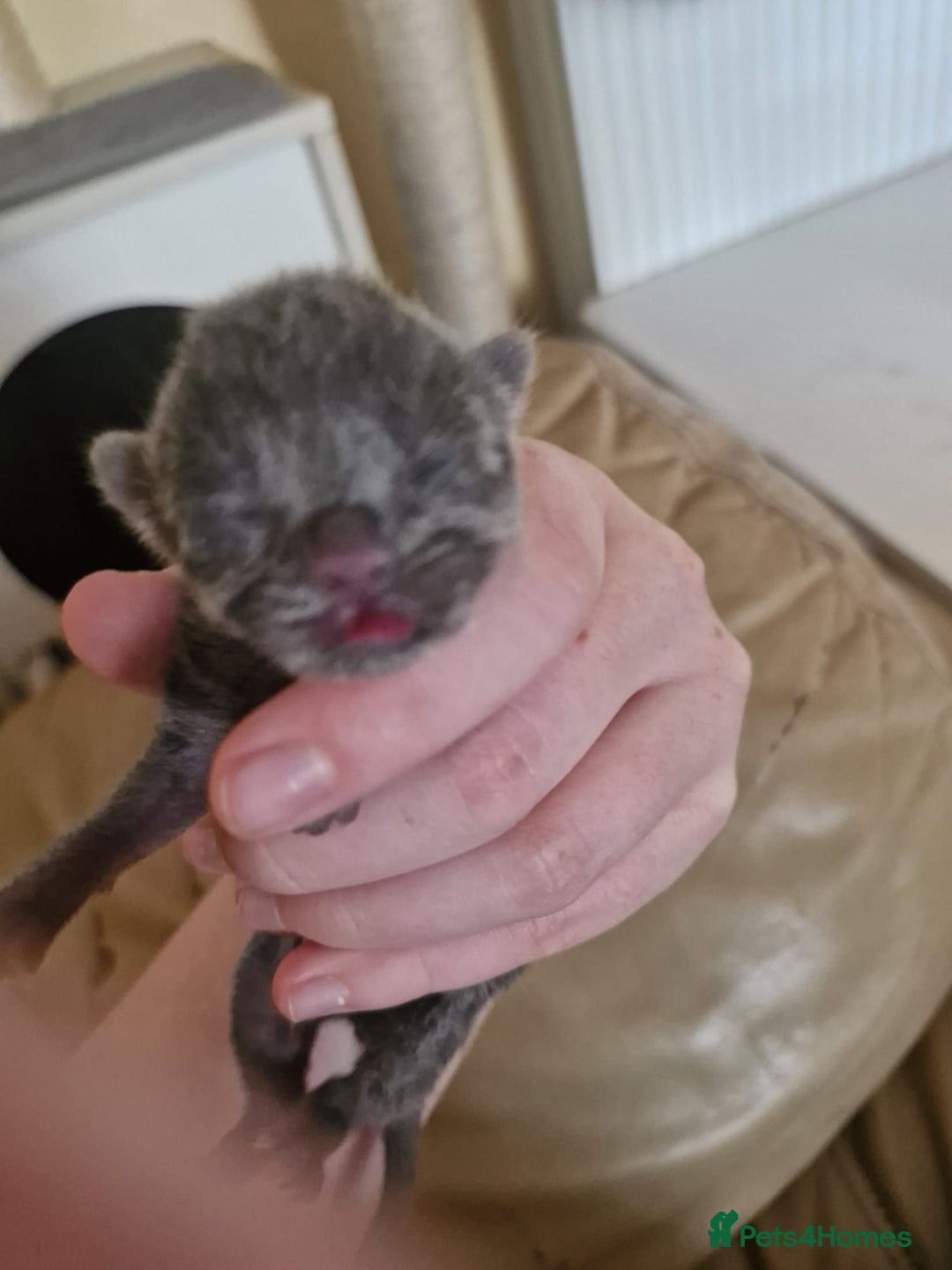 Mixed Breed cats for sale: Stunning Short-hair Kittens - Advert 12