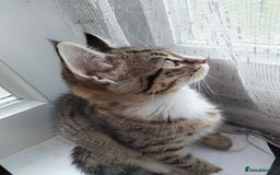 British Shorthair cats for sale: 3 kittens looking for a nice house - Image 8