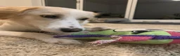 Mixed Breed dogs for adoption: Sweet Little OLAF – Hit and Run 😡 - Advert 25