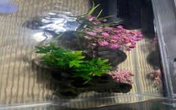 Turtle reptiles for sale: Female musk turtle - Image 3