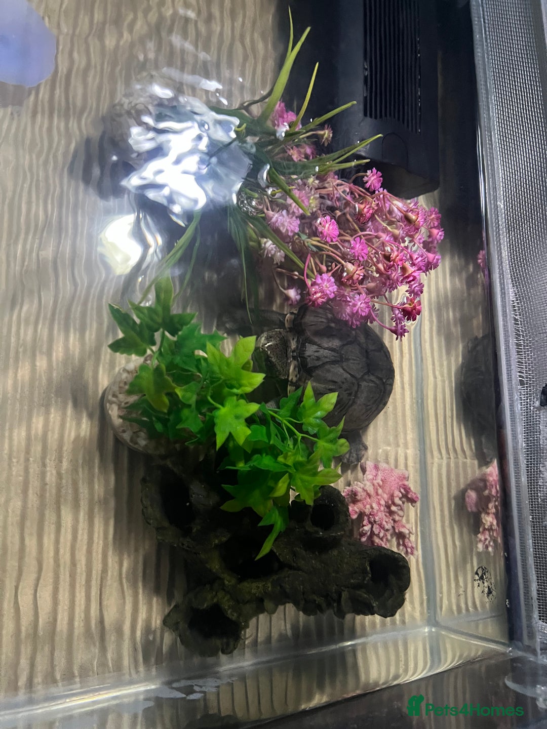 Turtle reptiles for sale: Female musk turtle - Image 3