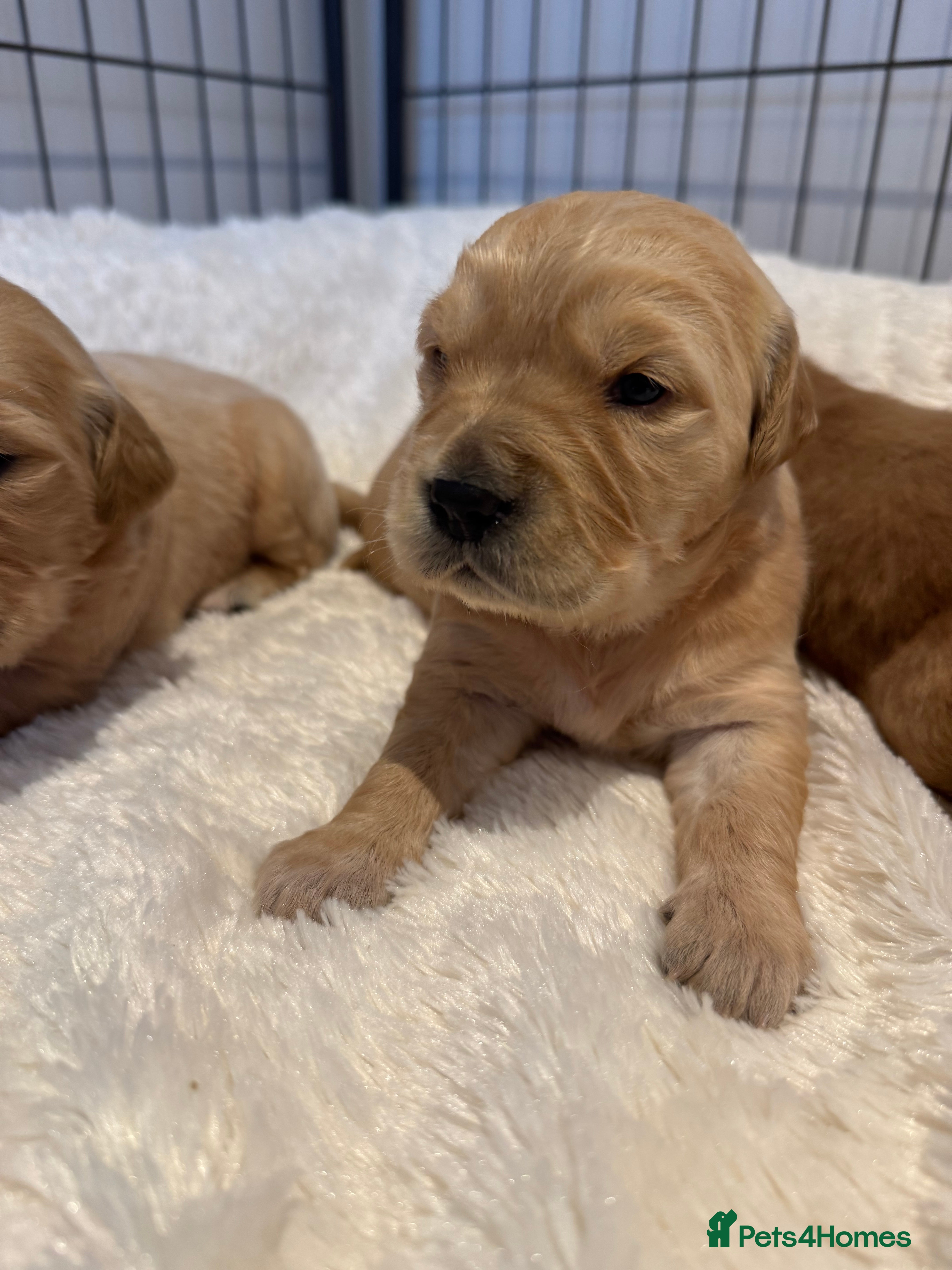 Golden Retriever dogs Gorgeous KC Golden Retrievers  - Advert 1