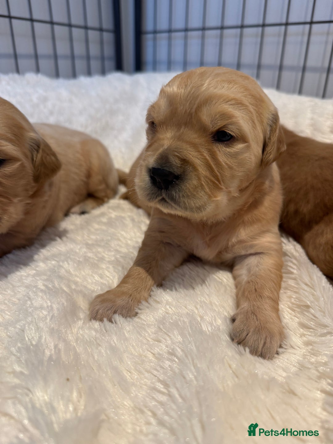 Golden Retriever dogs for sale: Gorgeous KC Golden retrievers  - Advert 1