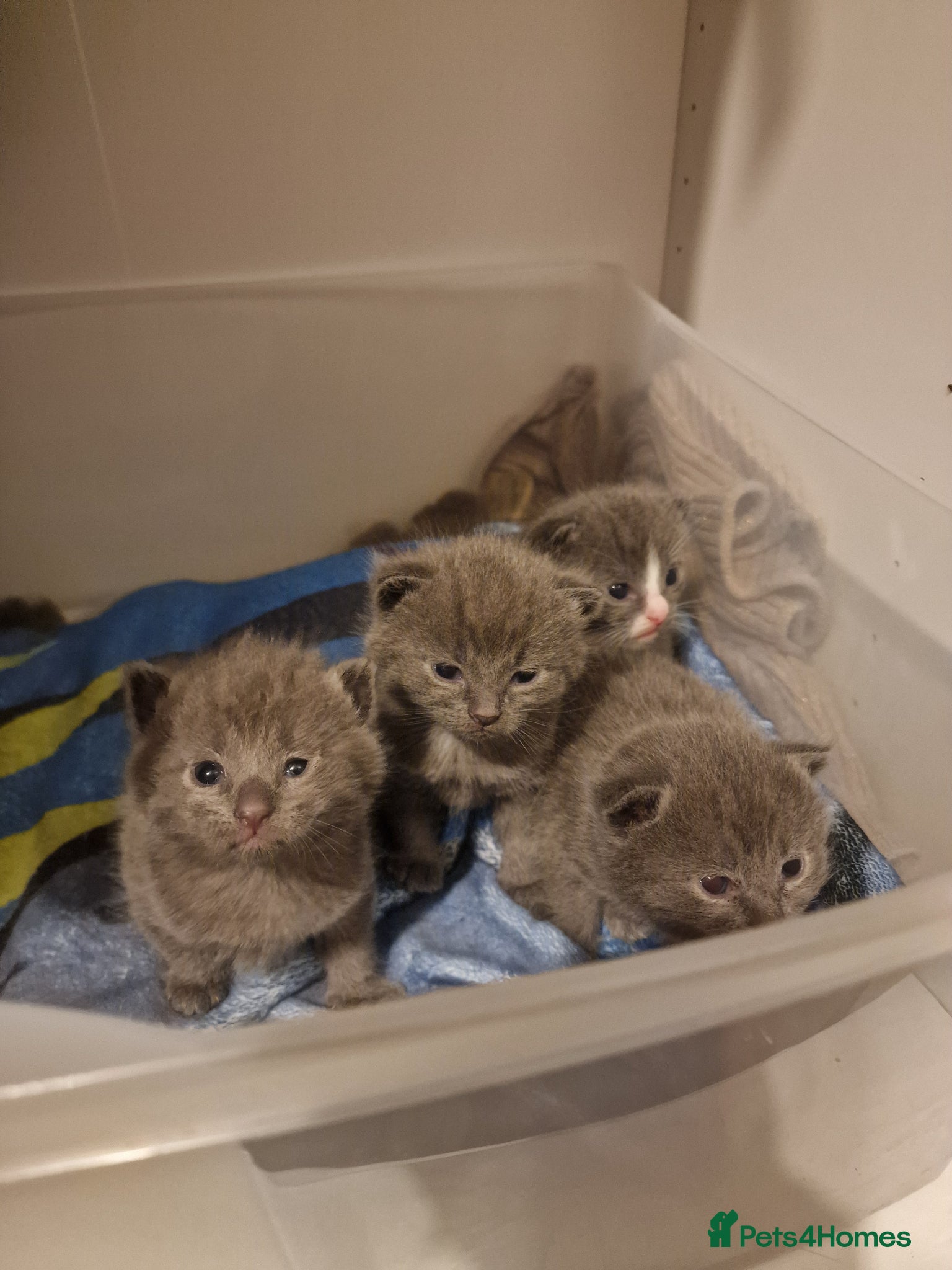 Scottish Fold cats Scottish fold cross kittens - Advert 1