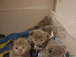 Scottish Fold cats Scottish fold cross kittens - Advert 1