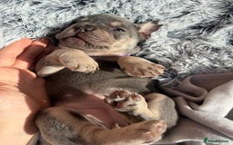 French Bulldog dogs for sale: 7 BEAUTIFUL FRENCHIE PUPPIES FOR SALE 🐾🐶  - Image 28