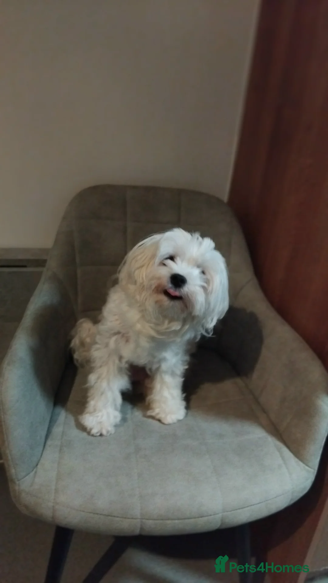 Maltese dogs for sale: Friendly maltese  - Advert 1