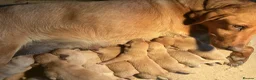 Labrador Retriever dogs for sale: Red labrador - Advert 13