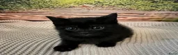 Bengal cats for sale: Bengal x British shorthair - Advert 7