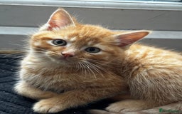 Mixed Breed cats for sale: Kittens Ready now to go the their forever home  - Advert 3