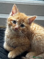 Mixed Breed cats Kittens Ready now to go the their forever home - Advert 6
