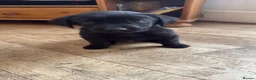 Labrador Retriever dogs for sale: Two left. Beautiful Black Labrador pups.  - Advert 16