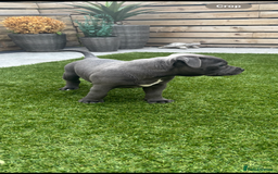Staffordshire Bull Terrier dogs for sale: 🔷Top quality Pharaon puppy🔷 - Image 8