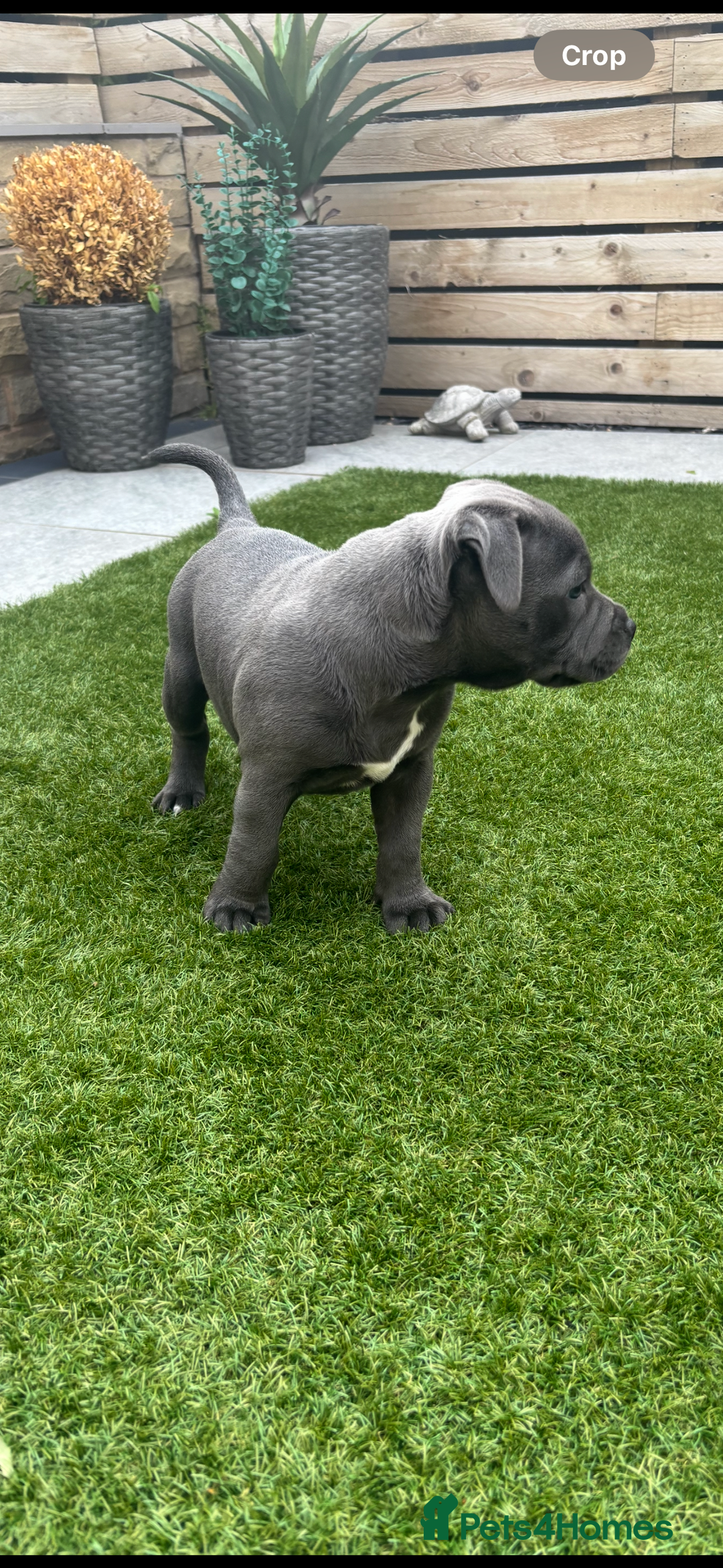 Staffordshire Bull Terrier dogs for sale: 🔷Top quality Pharaon puppy🔷 - Image 8