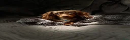 Miniature Dachshund dogs for stud: 👑 Lady Florence Seeks Rendezvous With Bachelor 👑 - Advert 11