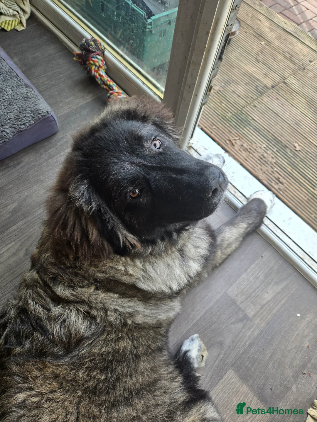 Caucasian Shepherd Dog dogs for sale: **Caucasian shep bitch** - Advert 1