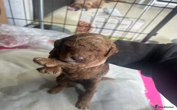 Cavapoo dogs for sale: 7 gorgeous F1b Cavapoo Puppies (4 girls & 3 boys)  - Image 12