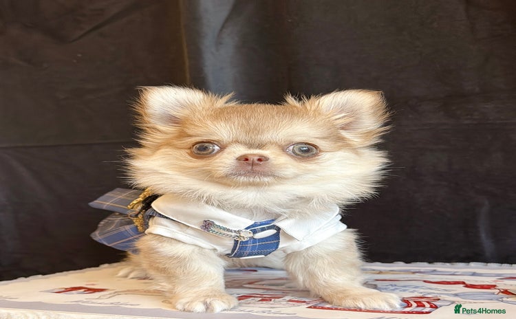 Chihuahua dogs - Advert 12