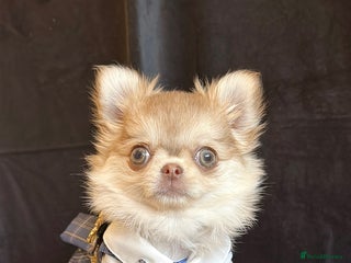 Chihuahua dogs - Advert 20