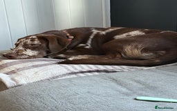 Borador dogs for sale: Beautiful boy in urgent need of a new forever home - Image 7